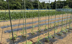 とうもろこし初収穫！──ヤングコーンで始まる夏の序章