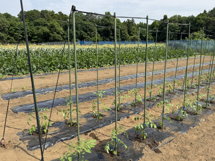 とうもろこし初収穫！──ヤングコーンで始まる夏の序章
