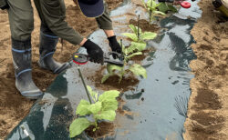 ナス定植日和。にんじんも主張してます！