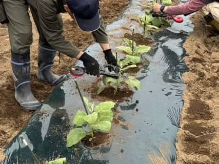 ナス定植日和。にんじんも主張してます！