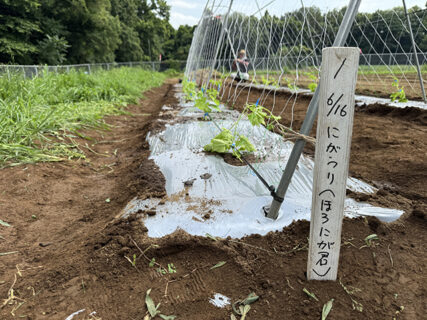 ほろにがくん、のびしろたっぷりの定植日