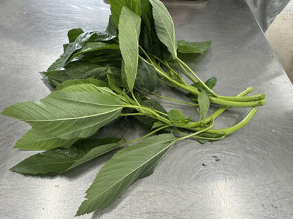 恵みの雨と、夏野菜たちの静かな闘い