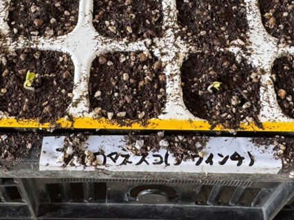 ニガウリにトンボにロマネスコ、そしてスーツ