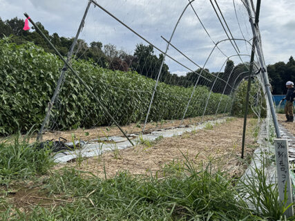 久しぶりの当番、モロッコインゲン定植日和