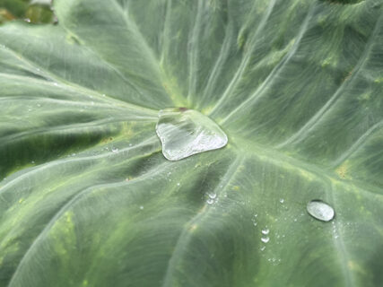 外は涼しめ、ハウスはやっぱり熱気ムンムン