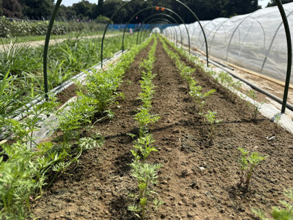 足跡残る畝と夏休み最後の当番日