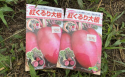 赤い大根？その名も紅くるり