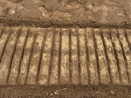 赤ちゃんの揺りかごで育つタマネギ苗？