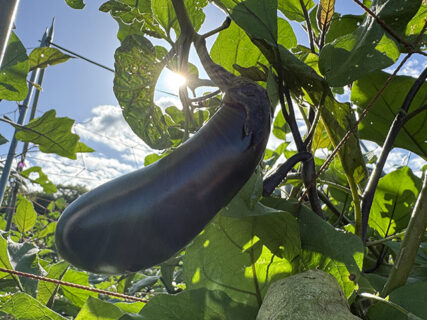 秋空の下でナス収穫、サトイモごしごし
