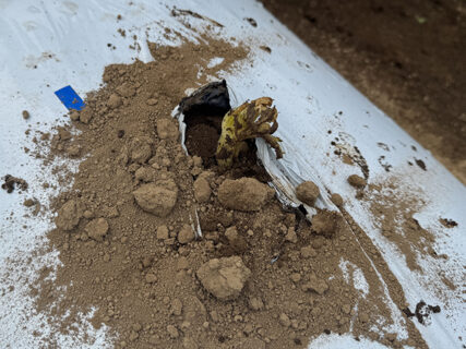 ジャガイモ畝のリフトアップと甘いごほうび