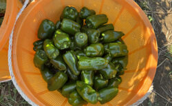 秋晴れの畑、くまパ前のピーマン日和