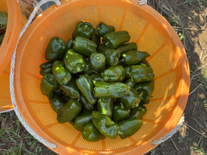 秋晴れの畑、くまパ前のピーマン日和