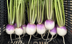 カブの収穫とニンニクの植付け ― 来年への一歩