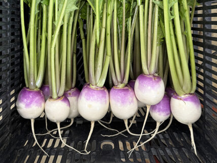 カブの収穫とニンニクの植付け ― 来年への一歩