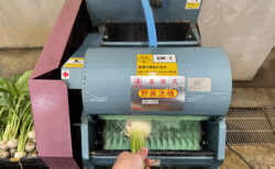 冷たい水と白馬カブ