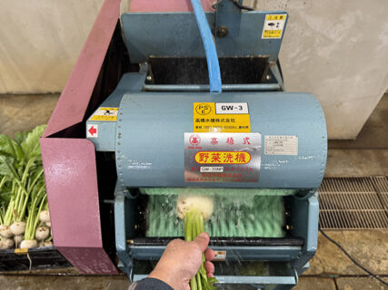 冷たい水と白馬カブ