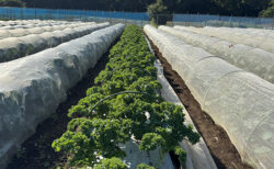 ケールの森、ふたたび。