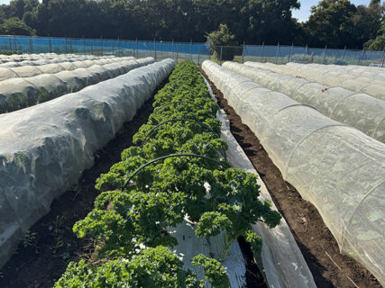 ケールの森、ふたたび。