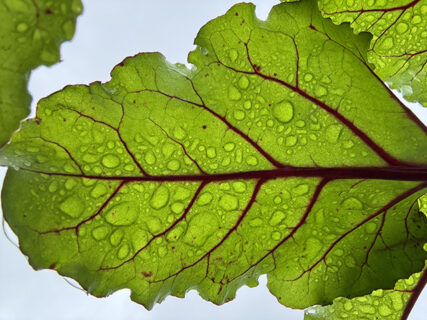 雨とサトイモ調整、来年のことを思いながら。