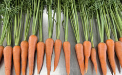 秋晴れに輝く紅ひなた、葉付きニンジン初出荷