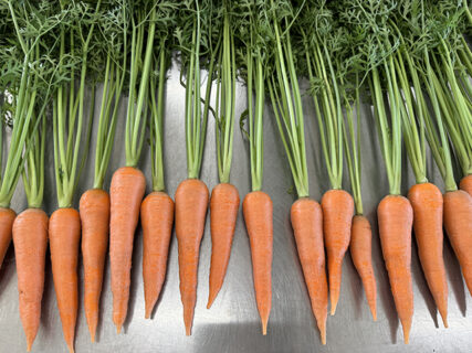 秋晴れに輝く紅ひなた、葉付きニンジン初出荷