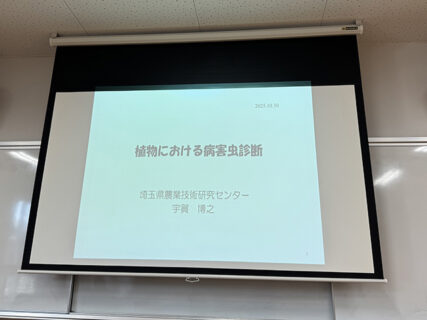 ビーツと夜盗虫、そして国産なたね油
