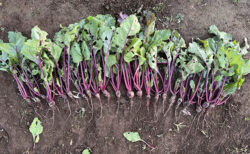 食害の跡に見える、畑のリアル