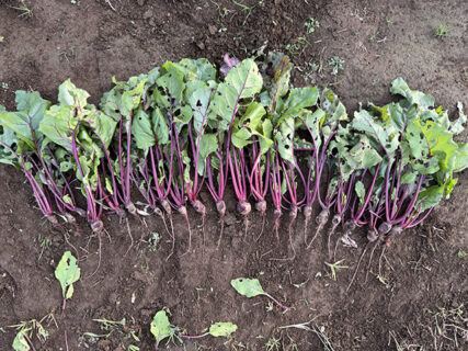 食害の跡に見える、畑のリアル