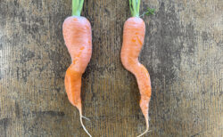 畑からこんにちは、ツイストコンビ