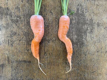 畑からこんにちは、ツイストコンビ