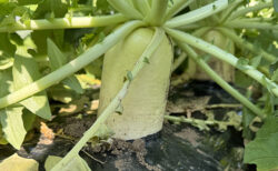 ダイコンもピカピカ、彩農祭スタンバイOK！