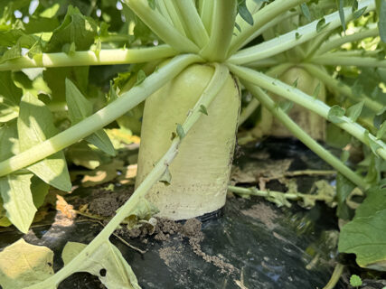 ダイコンもピカピカ、彩農祭スタンバイOK！