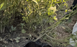 シュンギクの香りと、オクラとの別れ