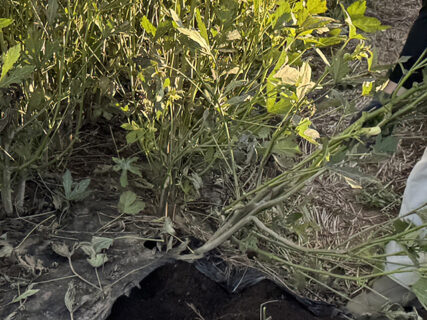 シュンギクの香りと、オクラとの別れ