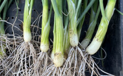 タマネギ定植、未来へのバトン