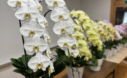 胡蝶蘭で始まる座学の日