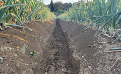 畑は順調、ハンドル操作は迷走中