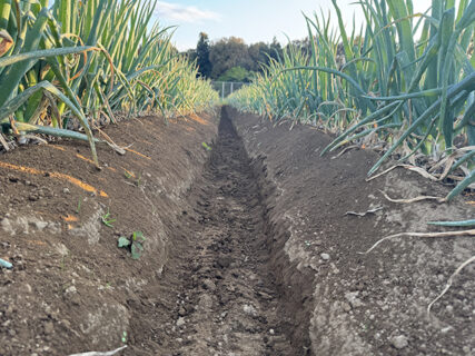 畑は順調、ハンドル操作は迷走中