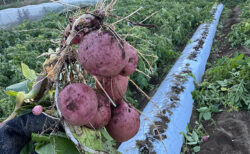 赤い芋が映える朝、アンデスレッド収穫