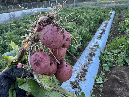 赤い芋が映える朝、アンデスレッド収穫