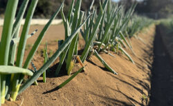 高く寄せて、静かに待つ。ネギの止め土