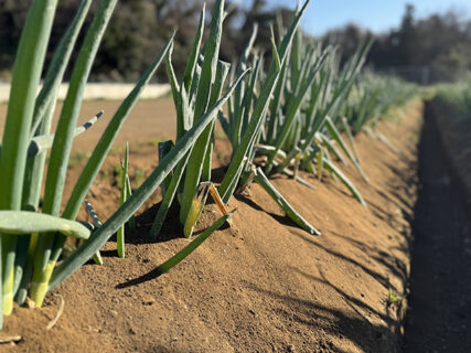 高く寄せて、静かに待つ。ネギの止め土
