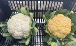 冬を迎える畑で感じた、来年への課題