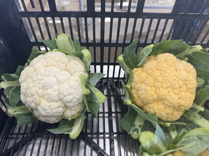 冬を迎える畑で感じた、来年への課題