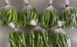 朝露しみる収穫と、午後はけん引で頭フル回転