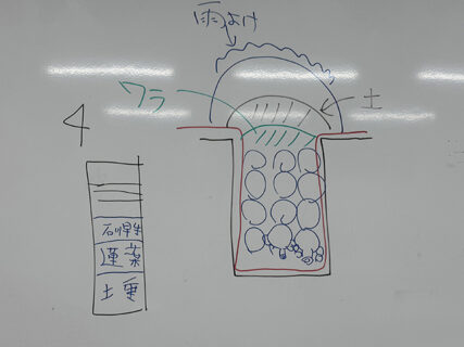 冬将軍の訪問と、サトイモの未来準備