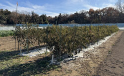 年内けん引実習ラストラン、ピーマン達とのお別れ