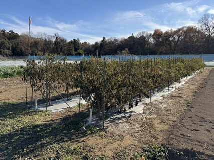 年内けん引実習ラストラン、ピーマン達とのお別れ