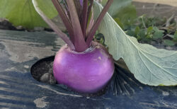 葉を残すか、束ねるか。カブの出荷