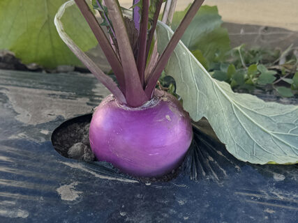 葉を残すか、束ねるか。カブの出荷